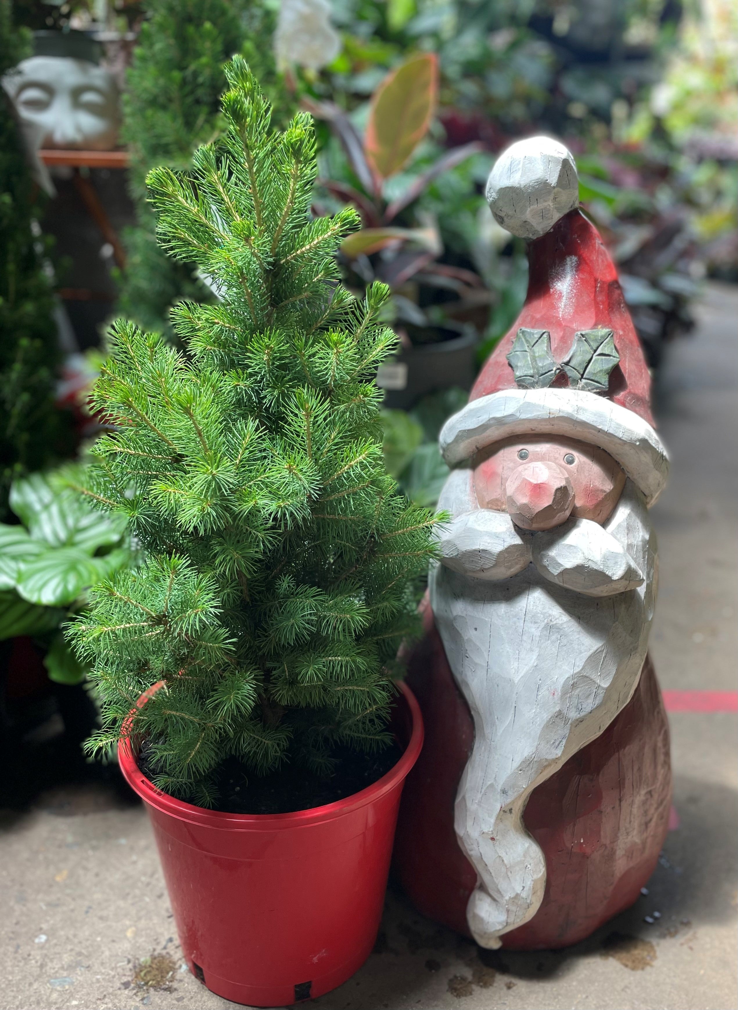 CHRISTMAS TREES Newtown Garden Market