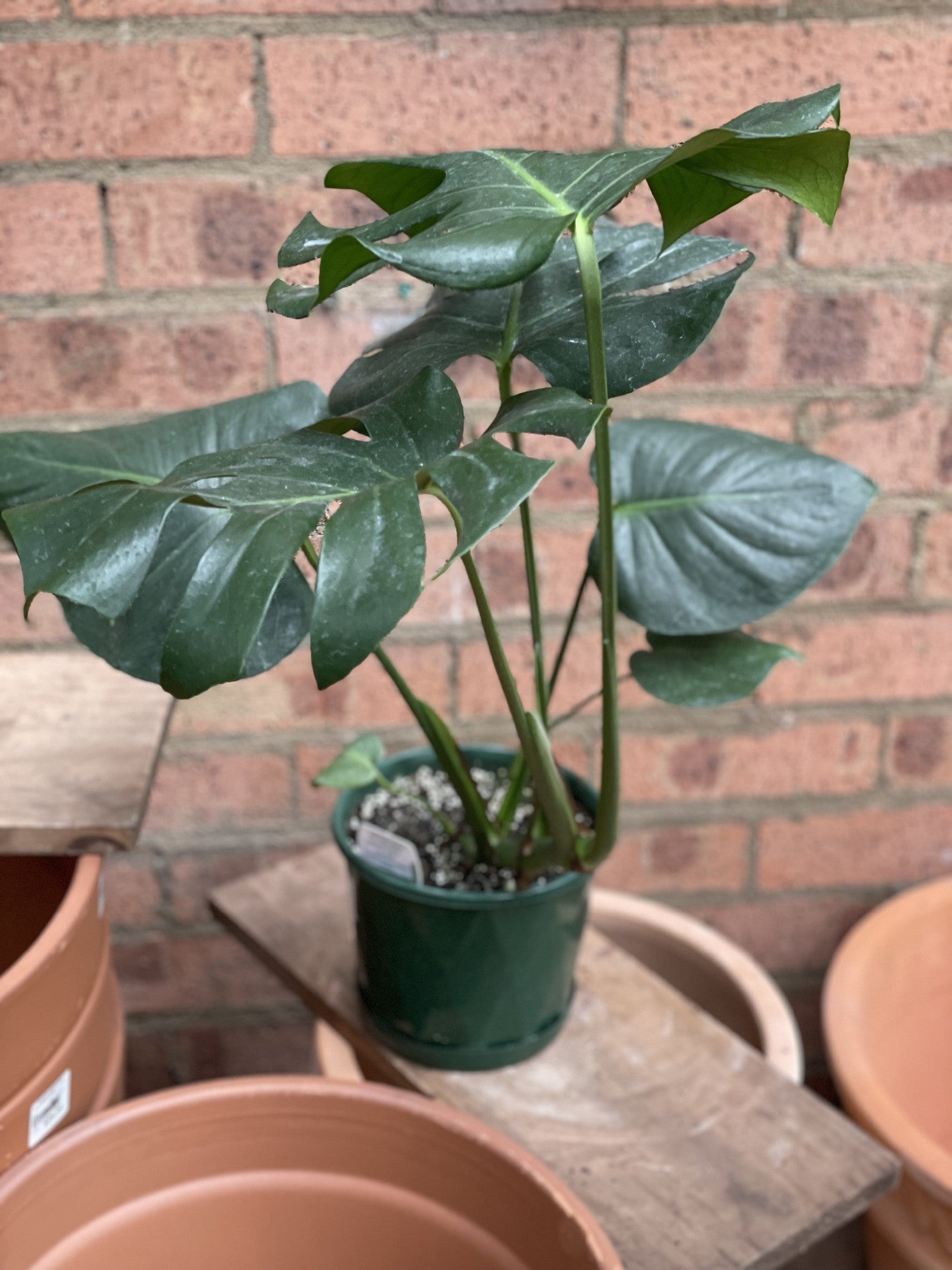 buy monstera deliciosa sydney Monstera Deliciosa Plant