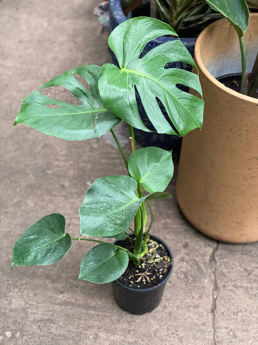 monstera plant nursery Monstera Deliciosa Plant