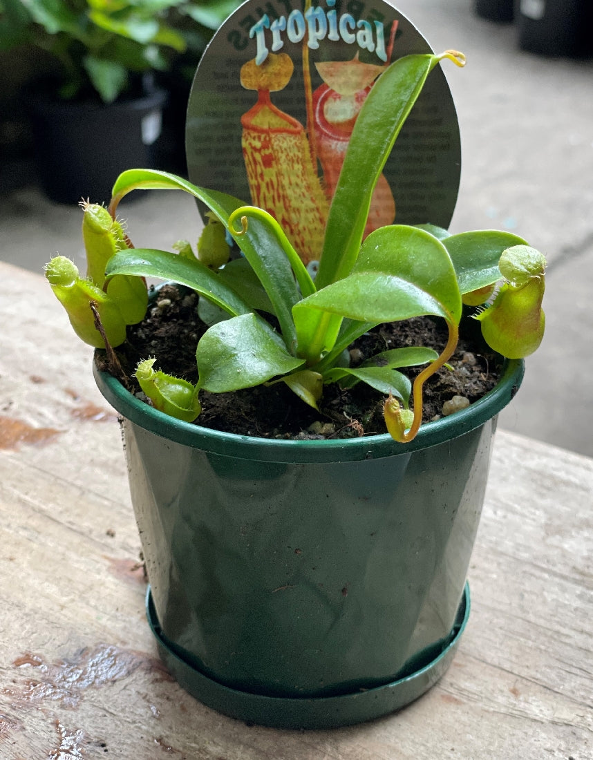 Nepenthes Alata Plant