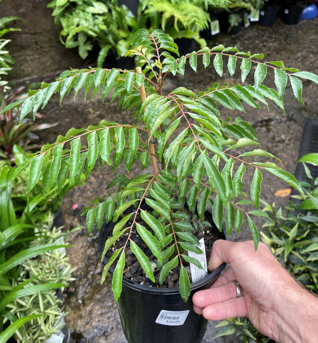 Curry Leaf Tree