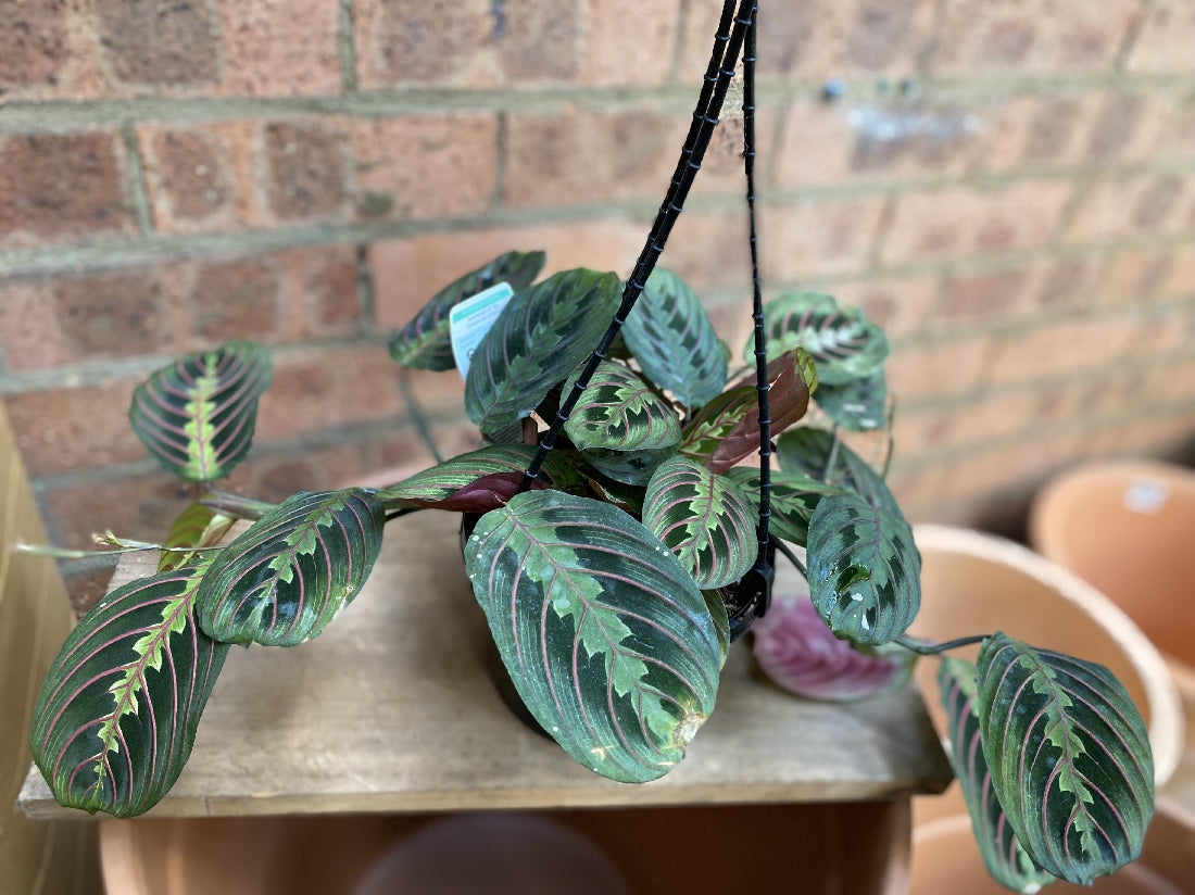 Maranta Red Vein Hanging Basket Plant