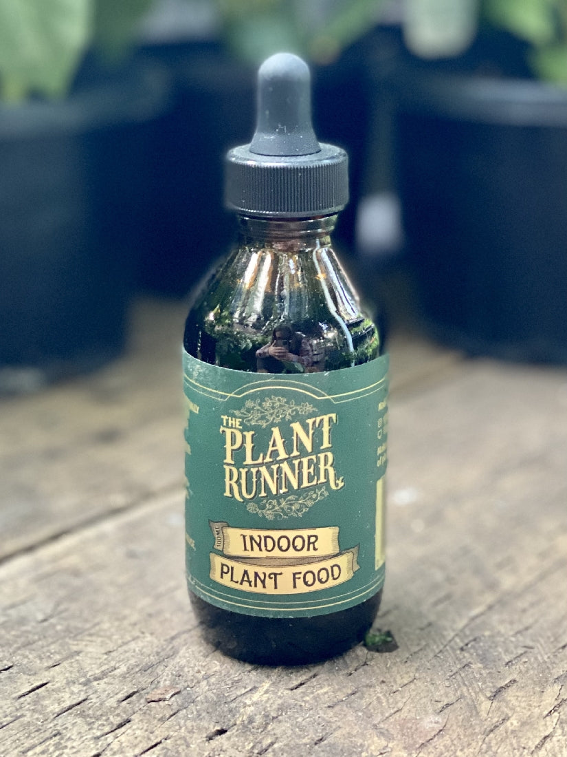 plant runner indoor plant food Plant Runner Indoor Plant Food