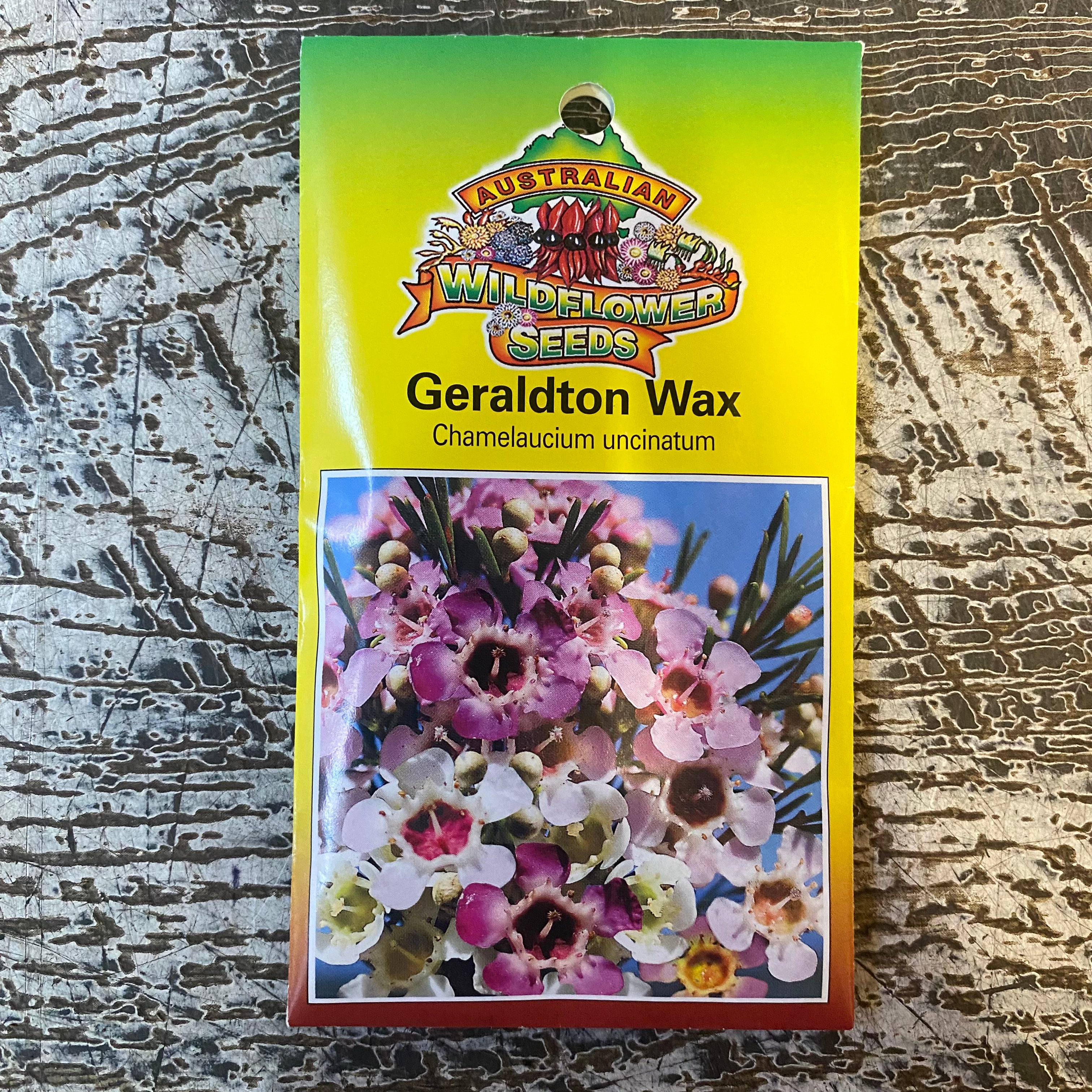 Australian Wildflower Geraldton Wax Seeds