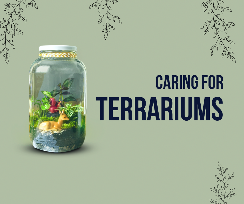 Fact Sheet: Caring For Terrariums
