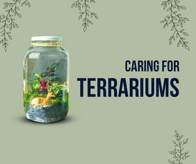 Fact Sheet: Caring For Terrariums