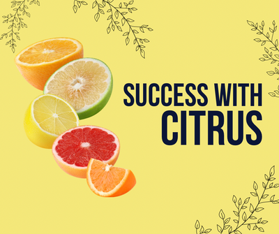 Fact Sheet: Success with Citrus