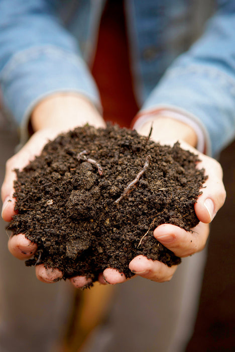 Handful of dark compost ready to be worked into a Sydney garden bed
