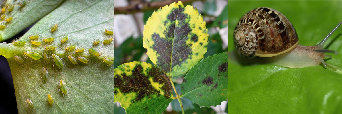 Common spring garden problems in Sydney: aphids clustered on new growth, a snail on a seedling leaf, and fungal leaf spot
