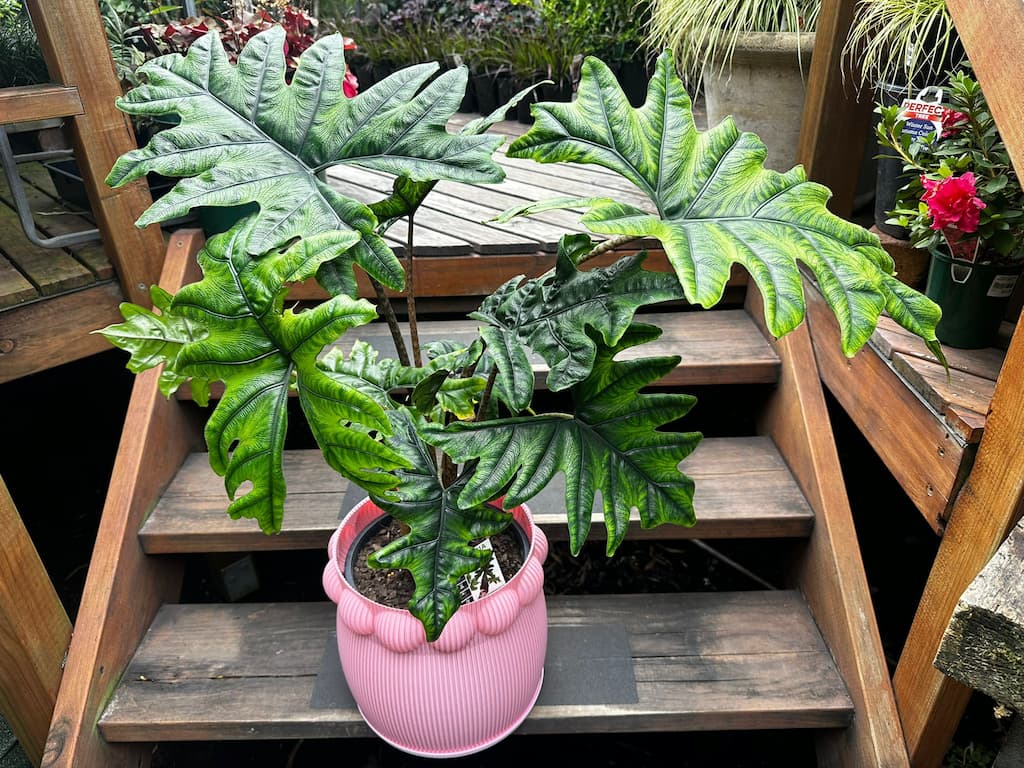 Alocasia Jacklyn in a pink pot at Newtown Garden Market