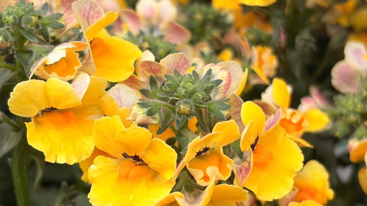 Yellow and orange nemesia in flower on the bench at Newtown Garden Market, spring 2026