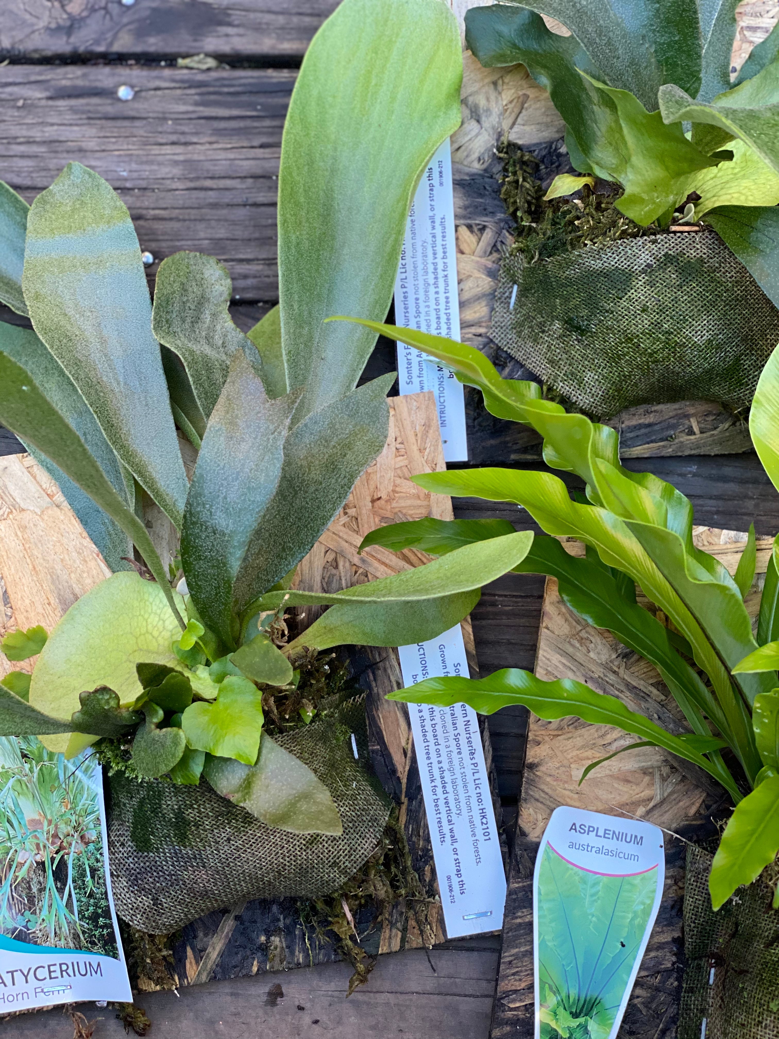 View our full range of plants at Newtown Garden Market Sydney nursery