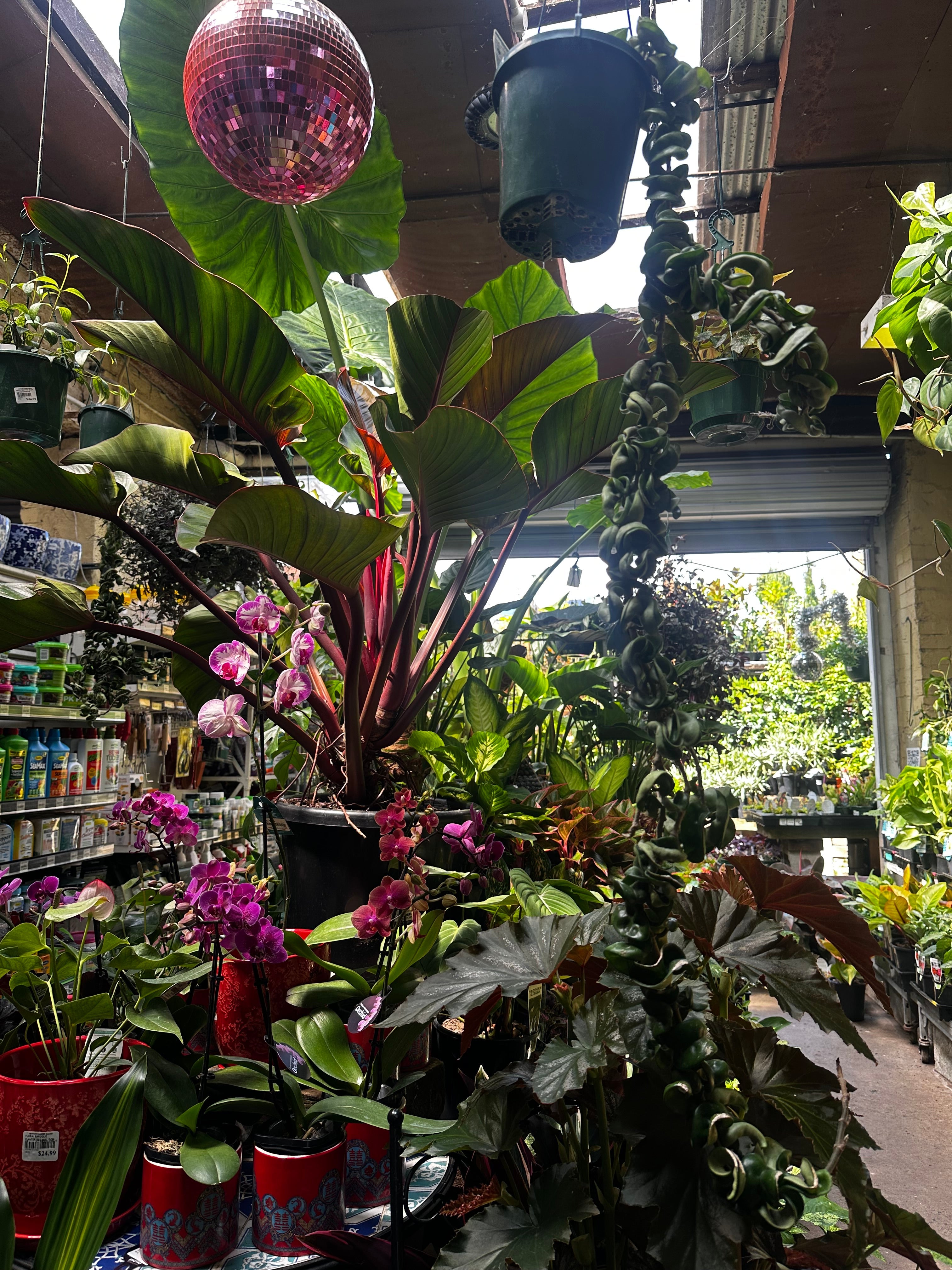 Indoor plants displayed at Newtown Garden Market in Sydney