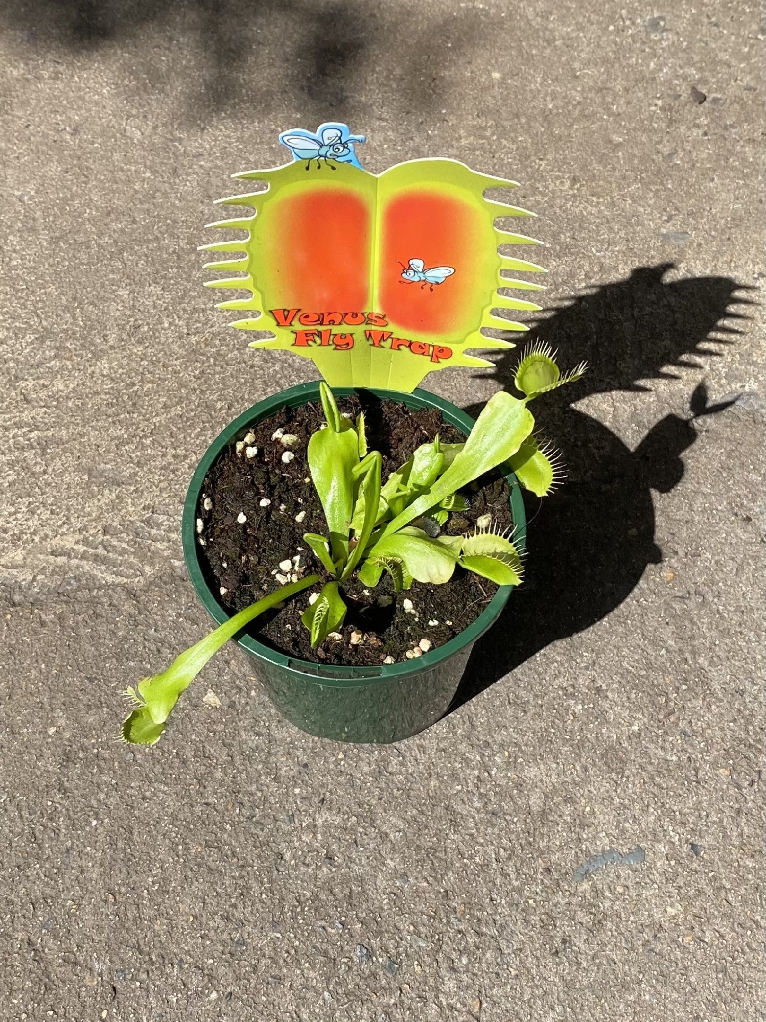 DIONAEA MUSCIPULA (VENUS FLY TRAP) 10CM
