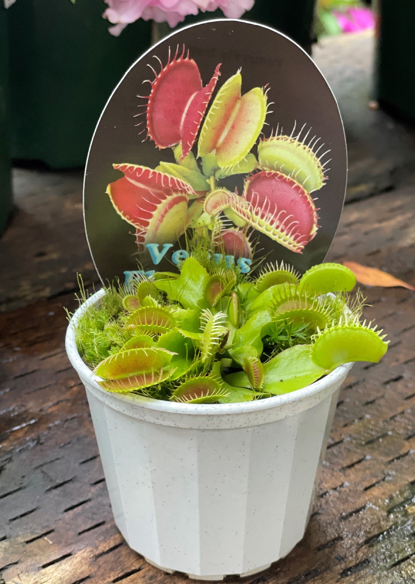 DIONAEA MUSCIPULA (VENUS FLY TRAP) 10CM
