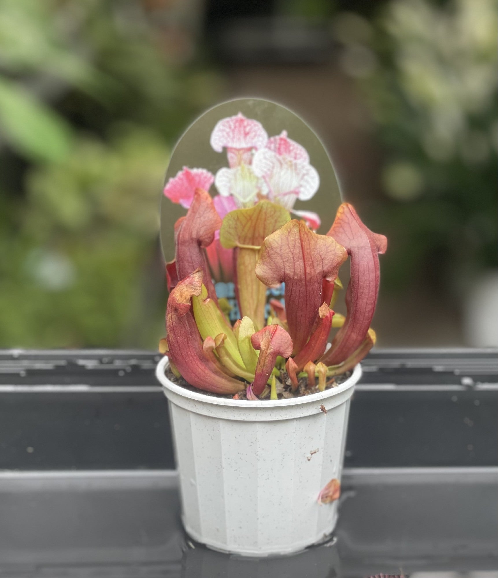 Sarracenia pitcher plant in pot showing tubular upright pitchers