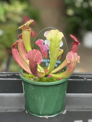 Sarracenia pitcher plant in pot showing tubular upright pitchers