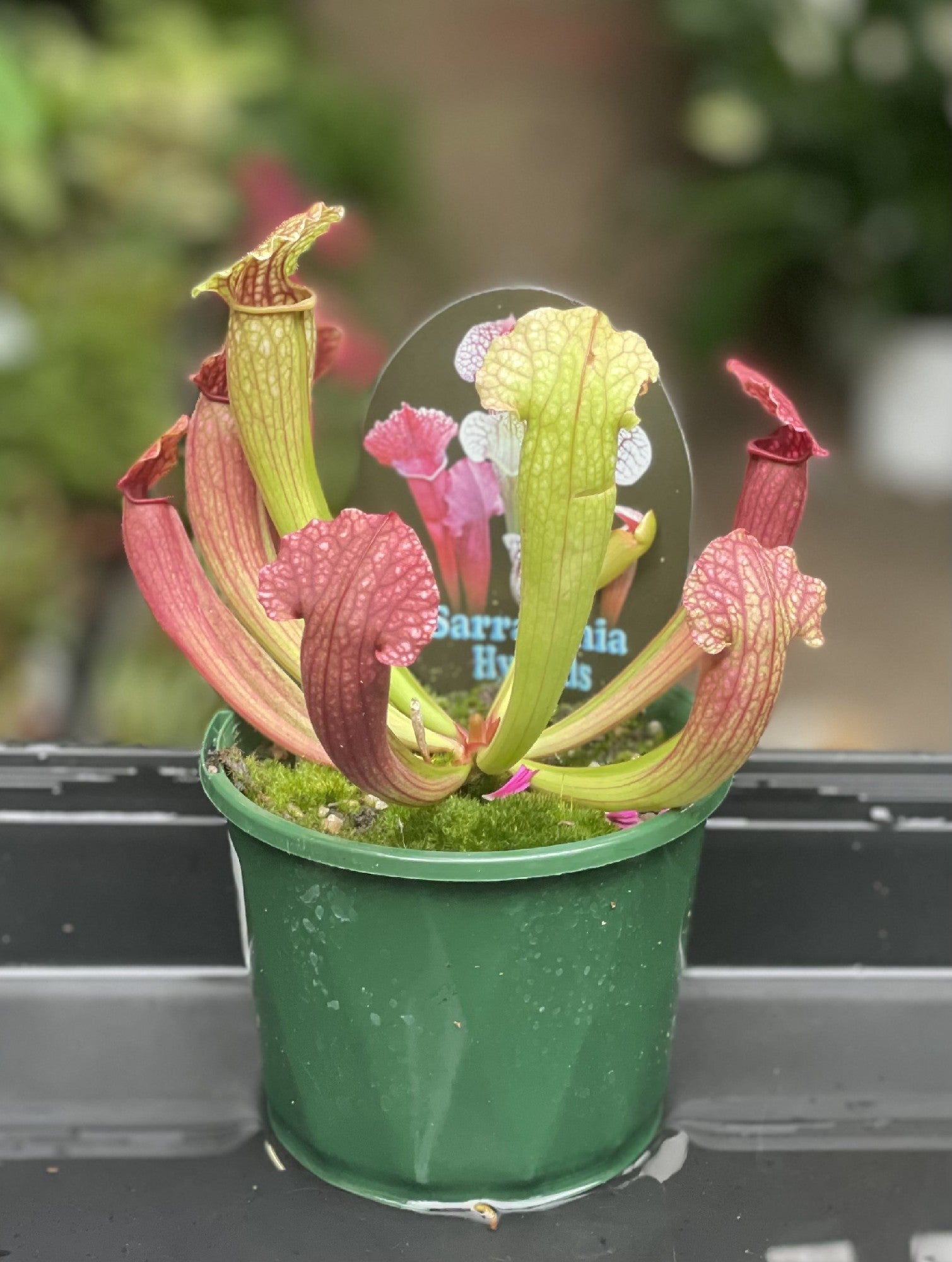 Sarracenia pitcher plant in pot showing tubular upright pitchers