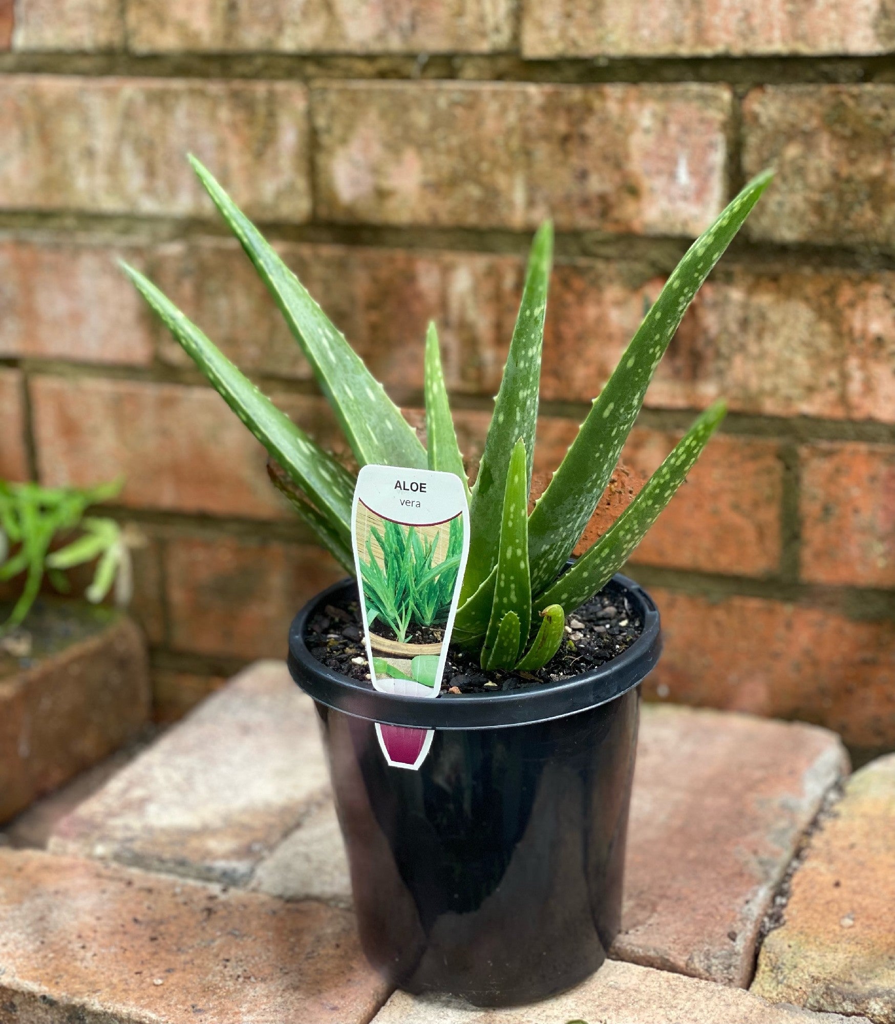 ALOE VERA 10CM