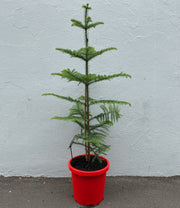 ARAUCARIA HETEROPHYLLA 30CM