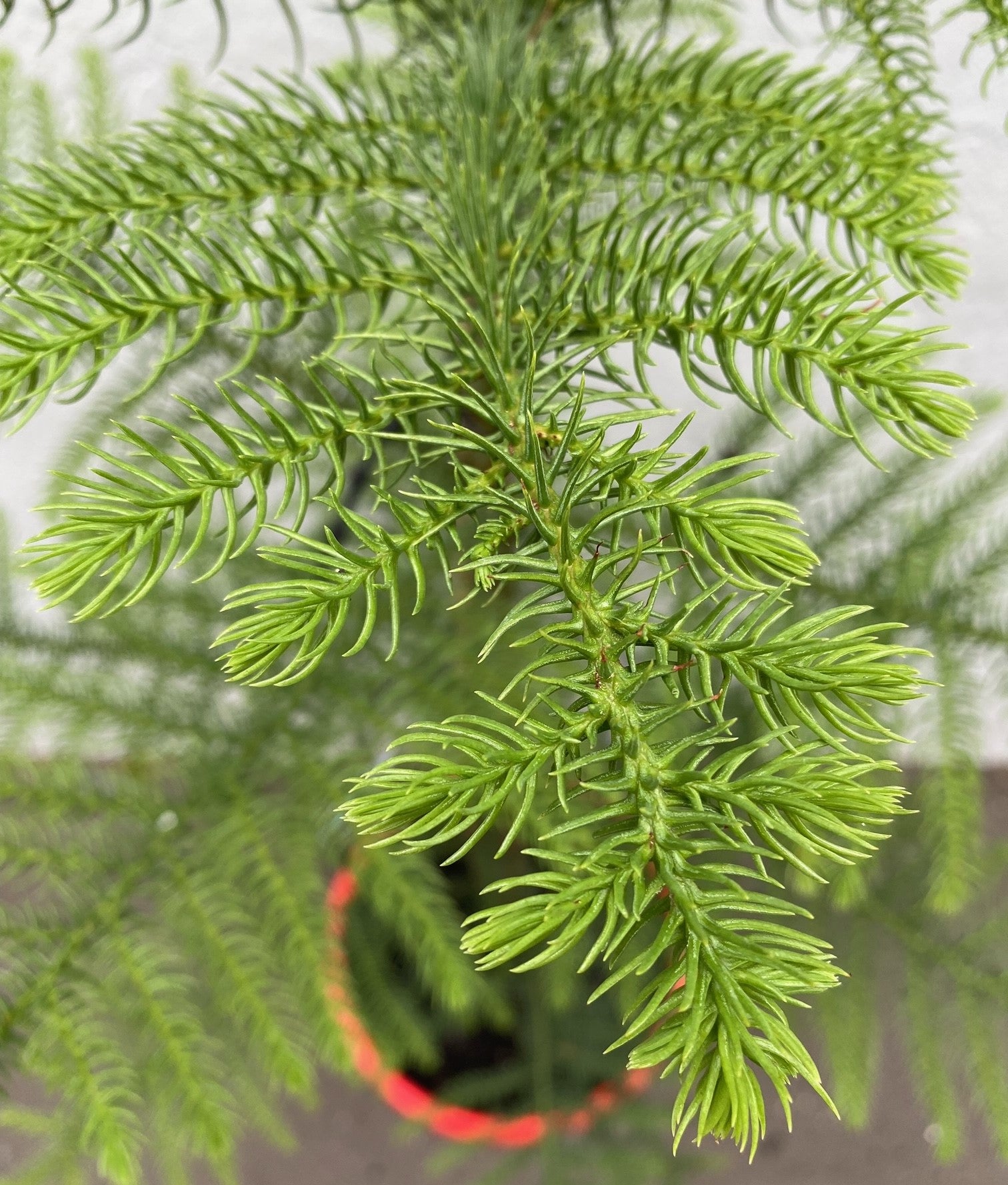 ARAUCARIA HETEROPHYLLA 30CM