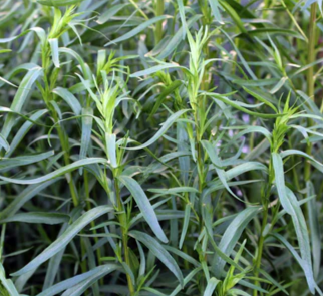 Little Veggie Patch Co - Tarragon 'Russian' Heirloom Seeds