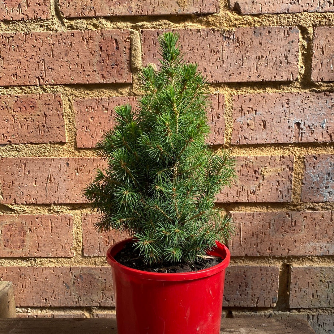 Picea Christmas Star 140mm front view