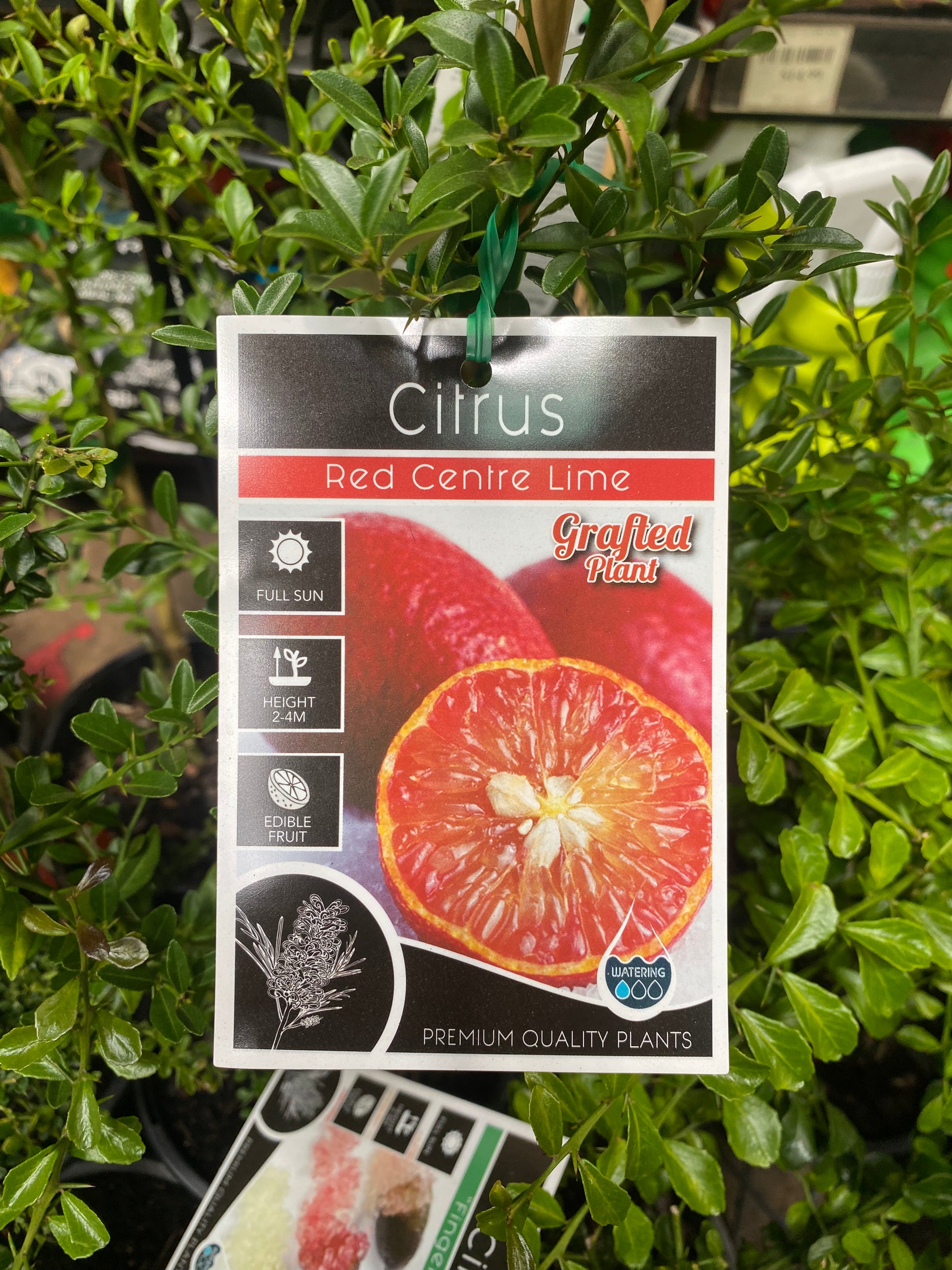 Red Centre Lime tree in nursery pot with foliage