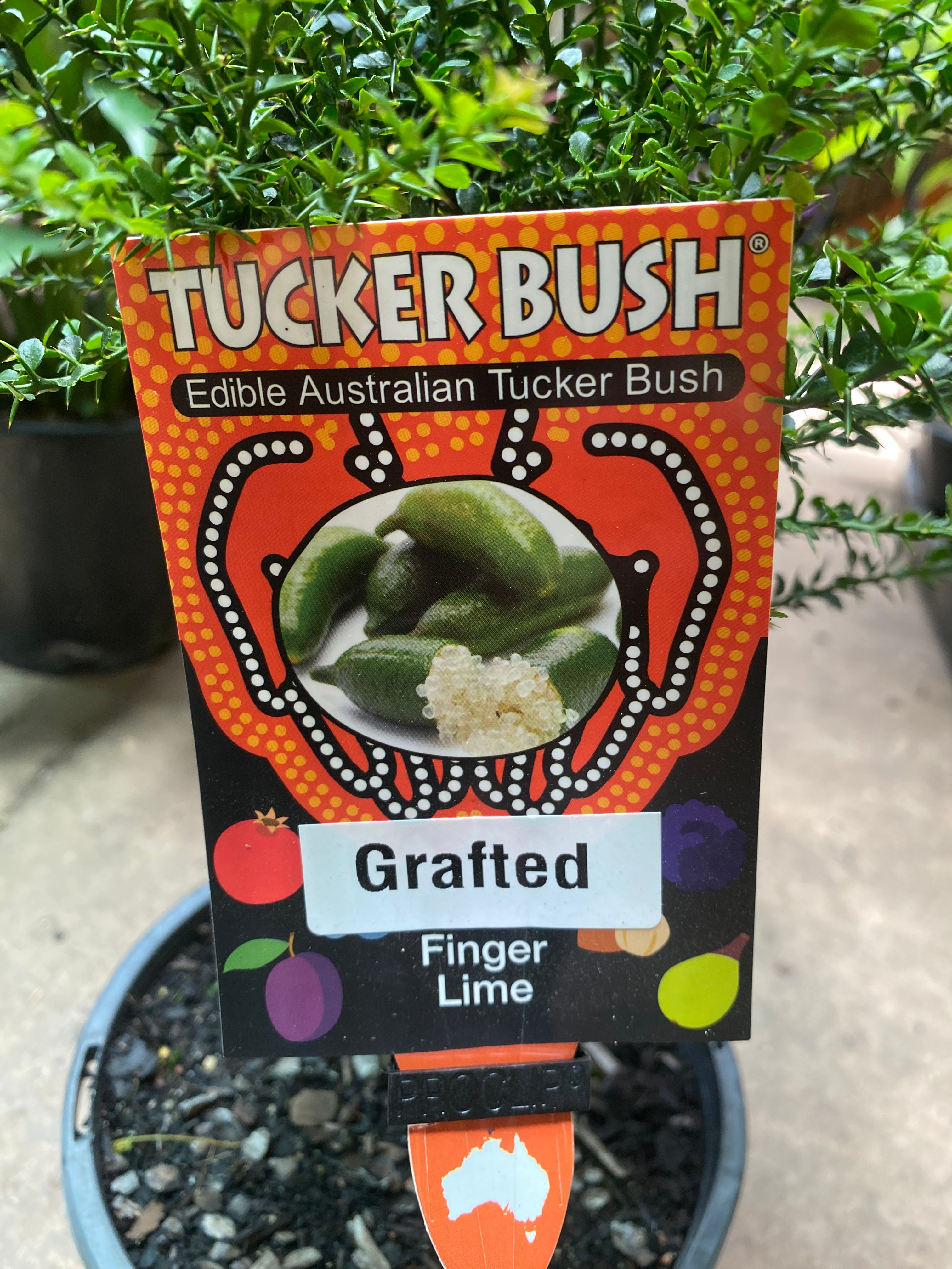 CITRUS NATIVE PINK 180MM