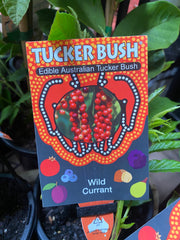 Wild Currant in nursery pot showing full plant