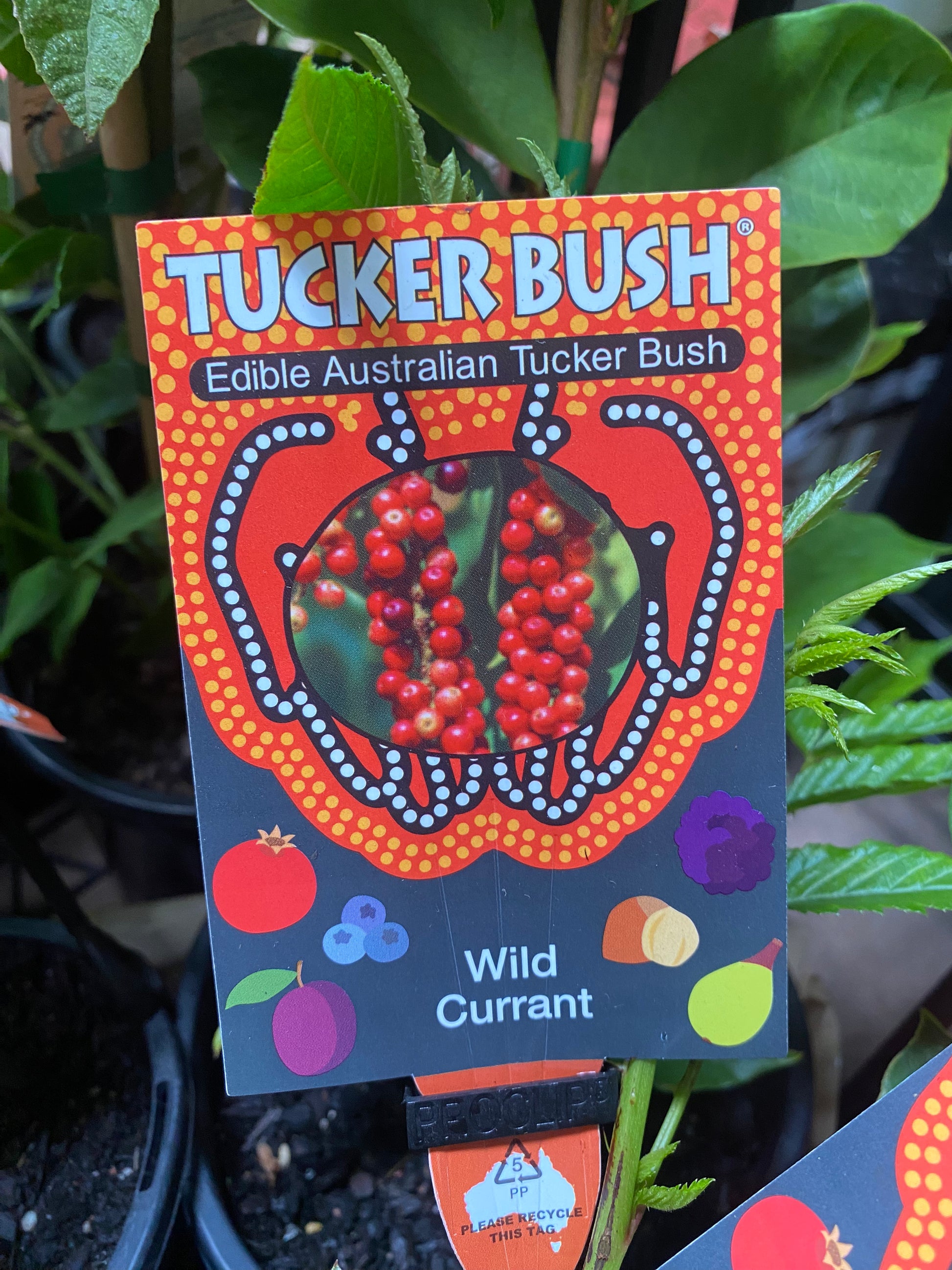 Wild Currant in nursery pot showing full plant