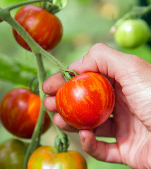 Little Veggie Patch Co - Tomato 'Tigerella' Heirloom Seeds