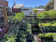 HERBS COTTAGE GARDEN & PUNNETS