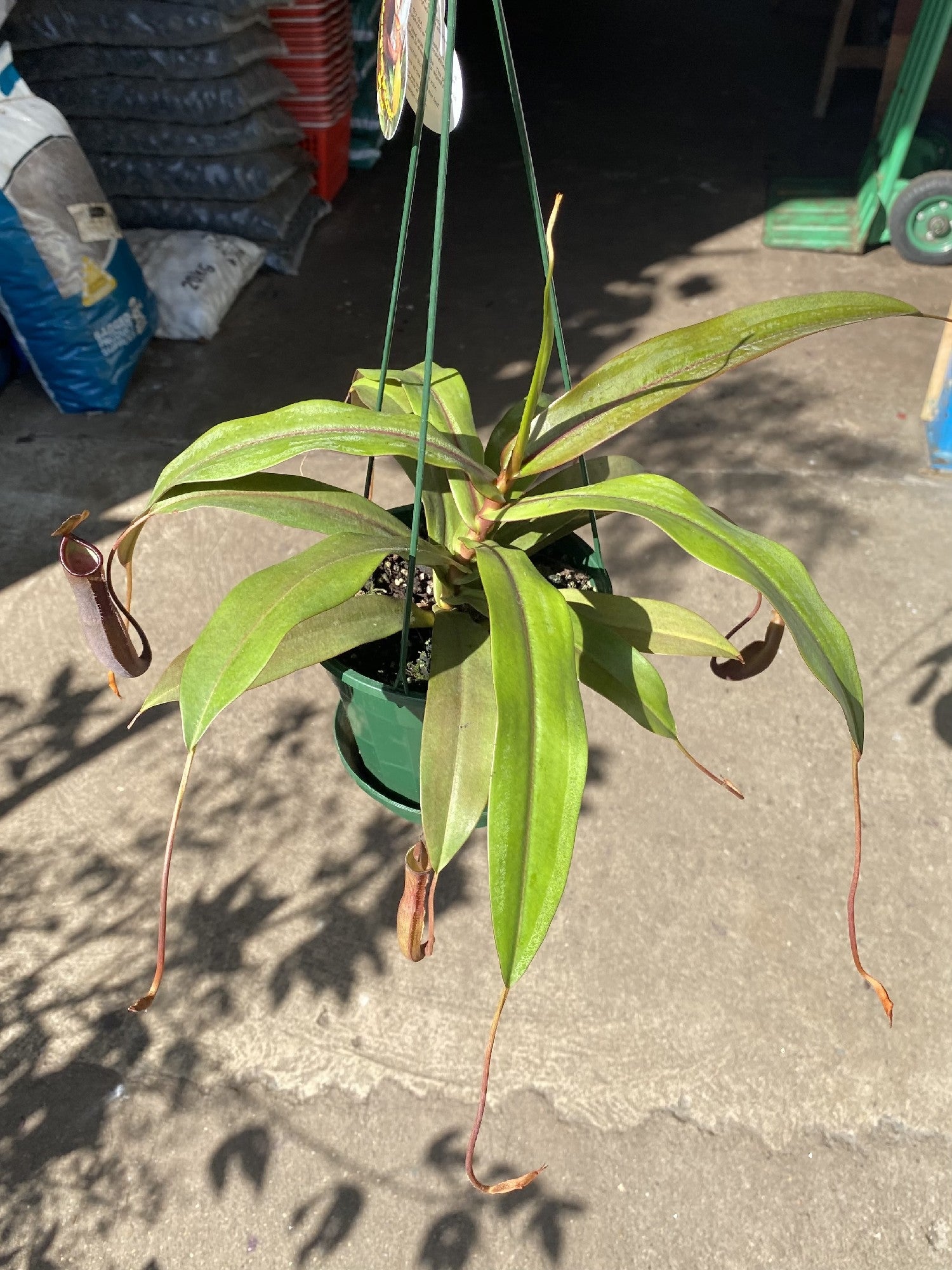 Nepenthes Alata Hanging Basket in pot showing hanging pitcher traps