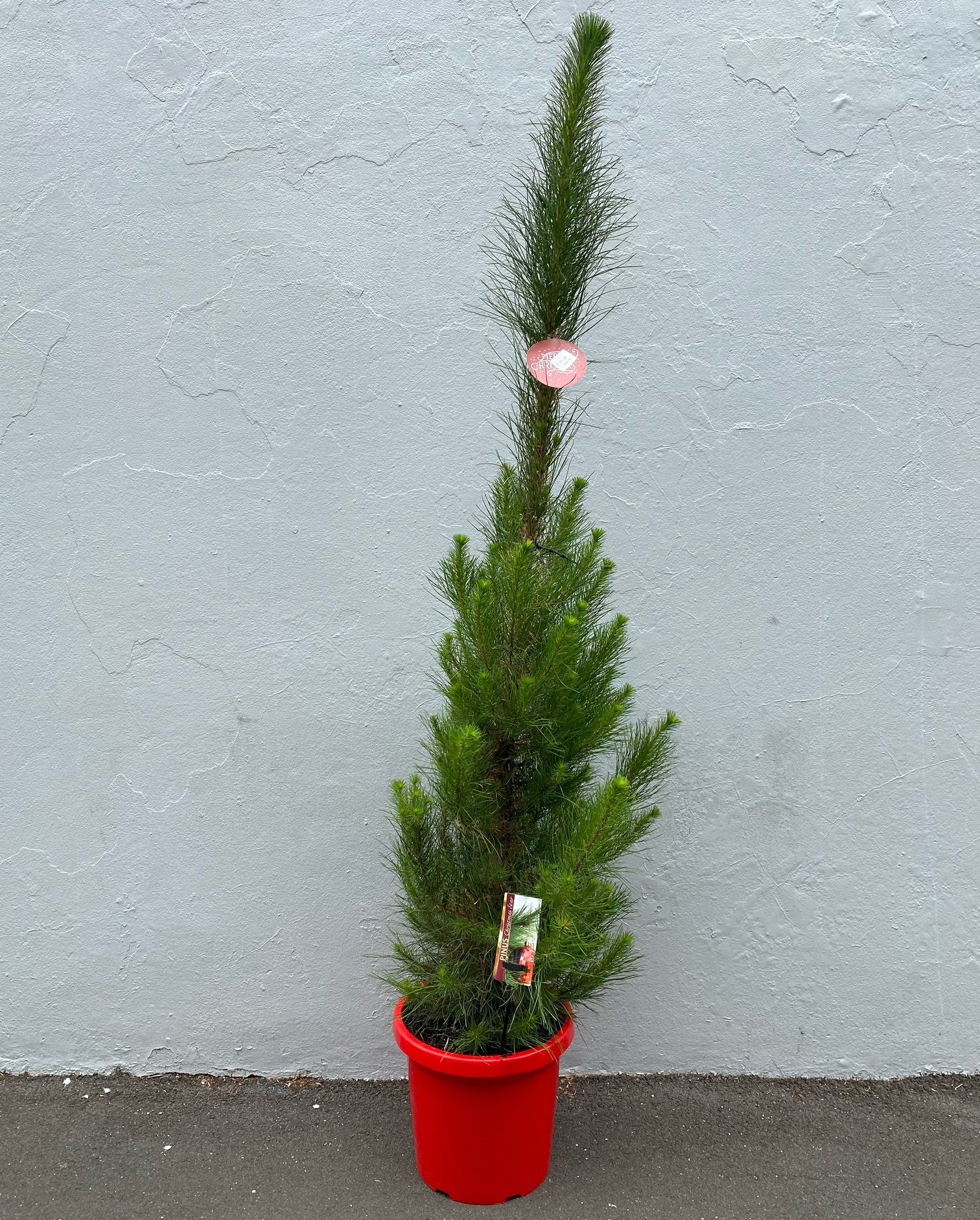 Pinus radiata 30cm front view