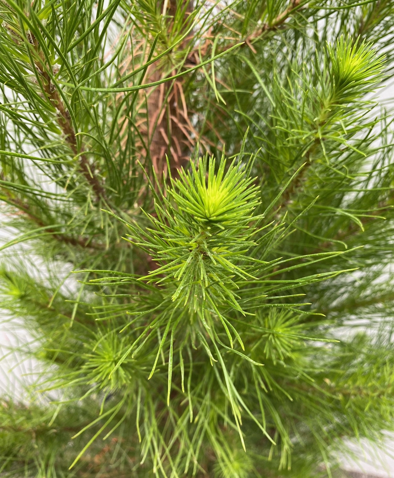 Pinus radiata 30cm detail view