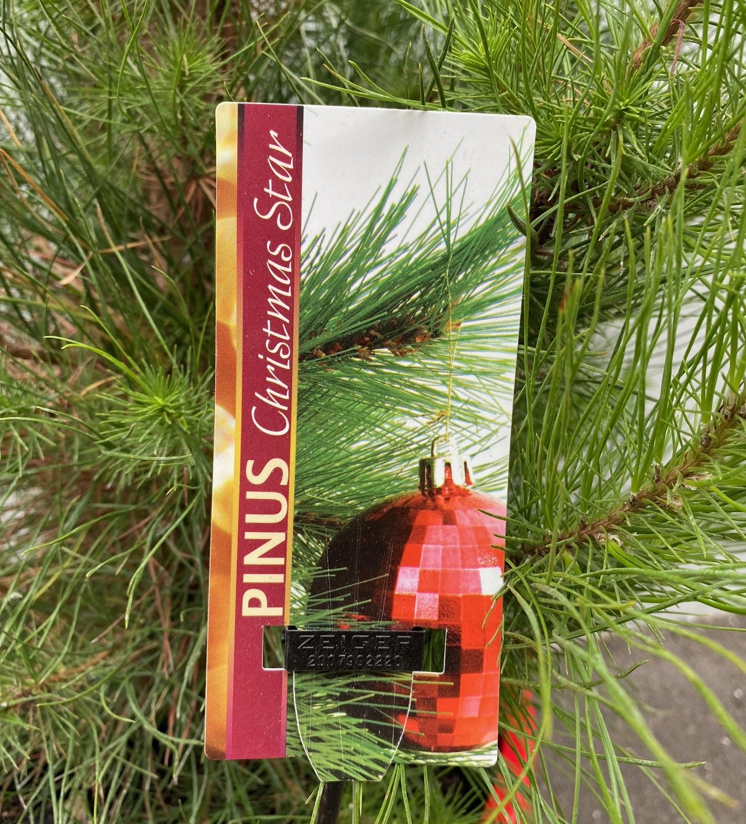 Pinus radiata 30cm additional angle