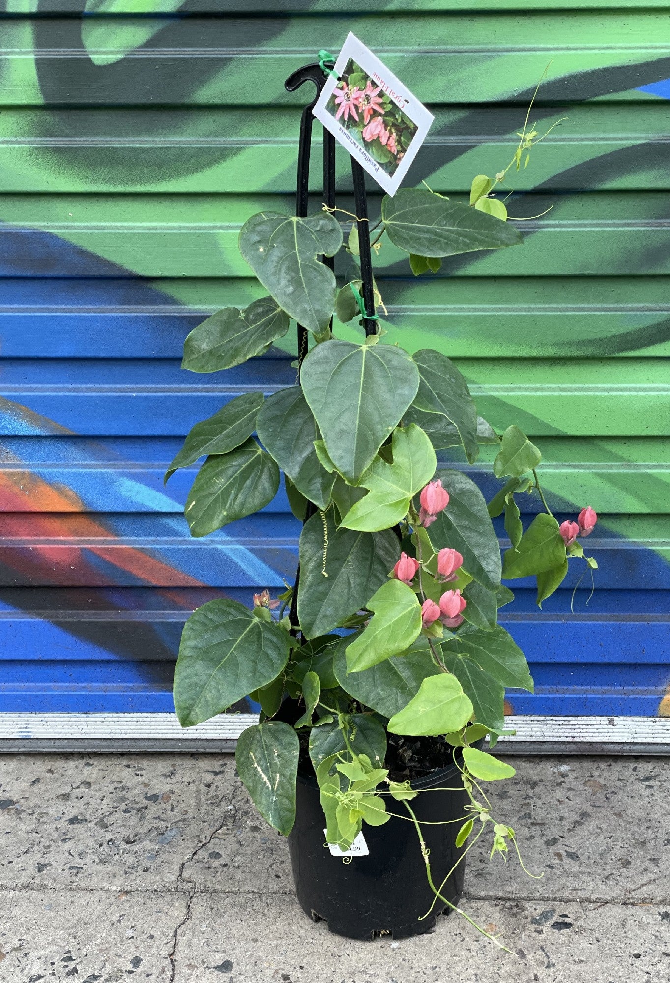 Passiflora Coral Flame in nursery pot showing full plant