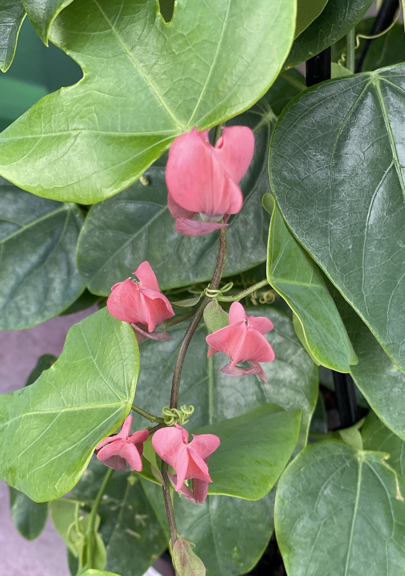PASSIFLORA RACEMOSA BUZIO CORAL FLAME 20CM