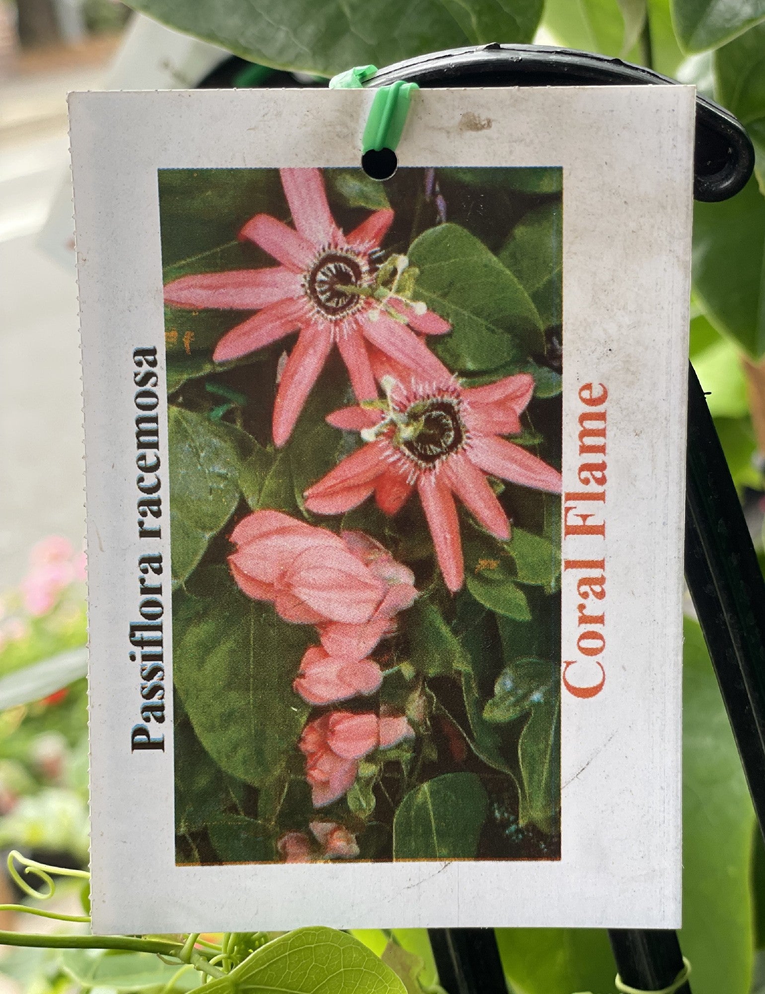 Passiflora Coral Flame detail view