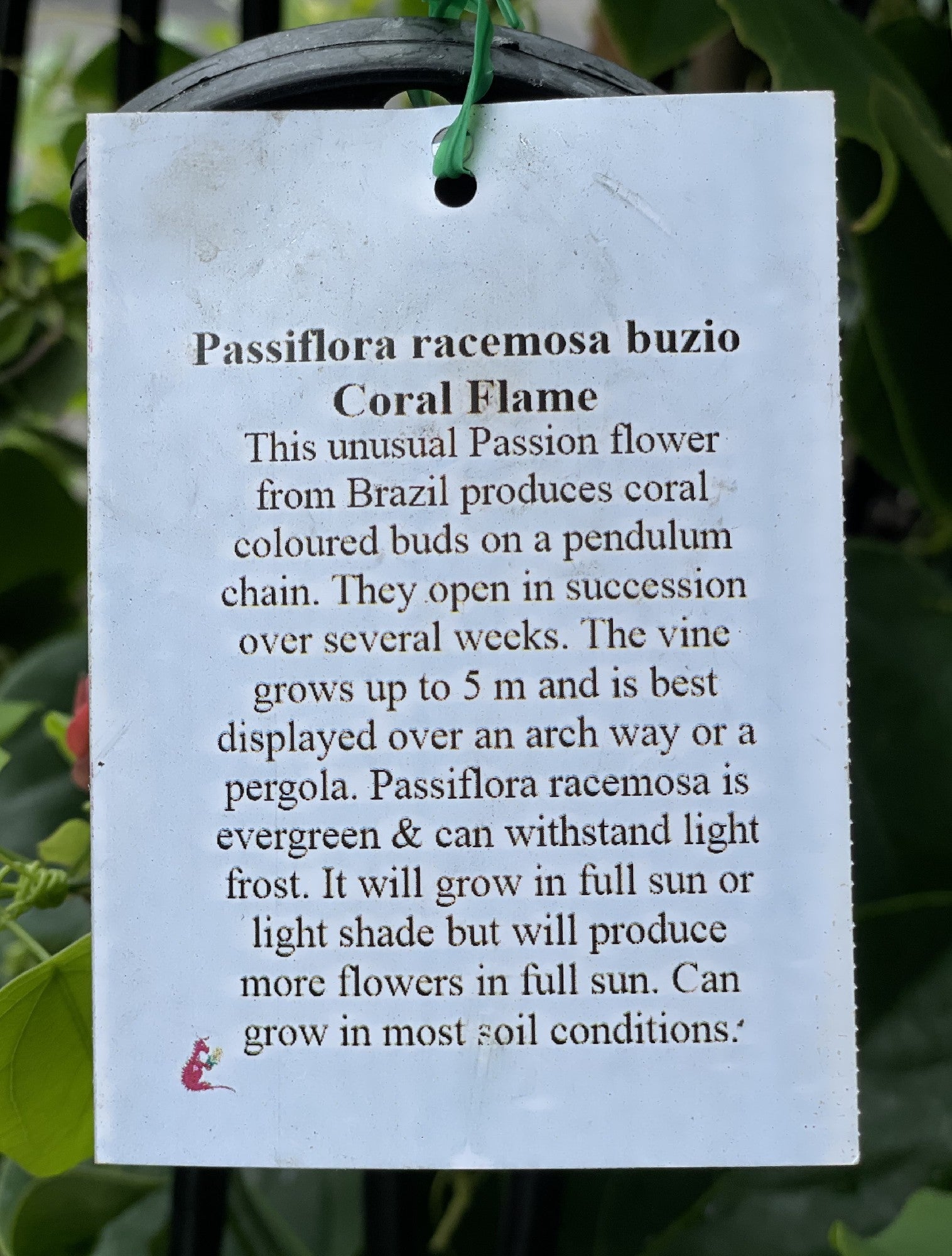Passiflora Coral Flame detail view