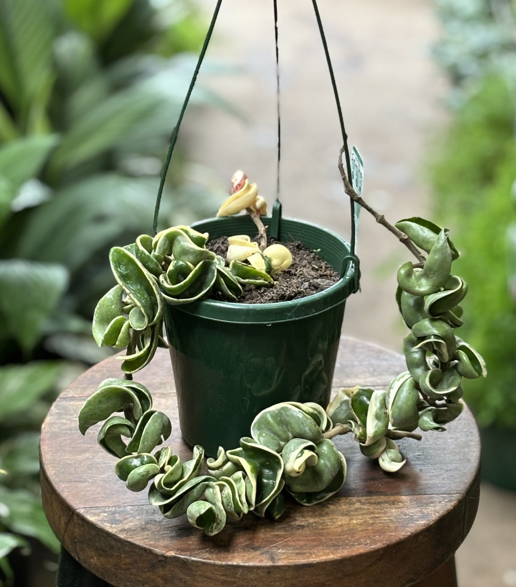 HOYA INDIAN ROPE VARIEGATED 16CM HB