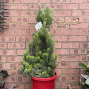 Adenanthos sericeus 30cm front view