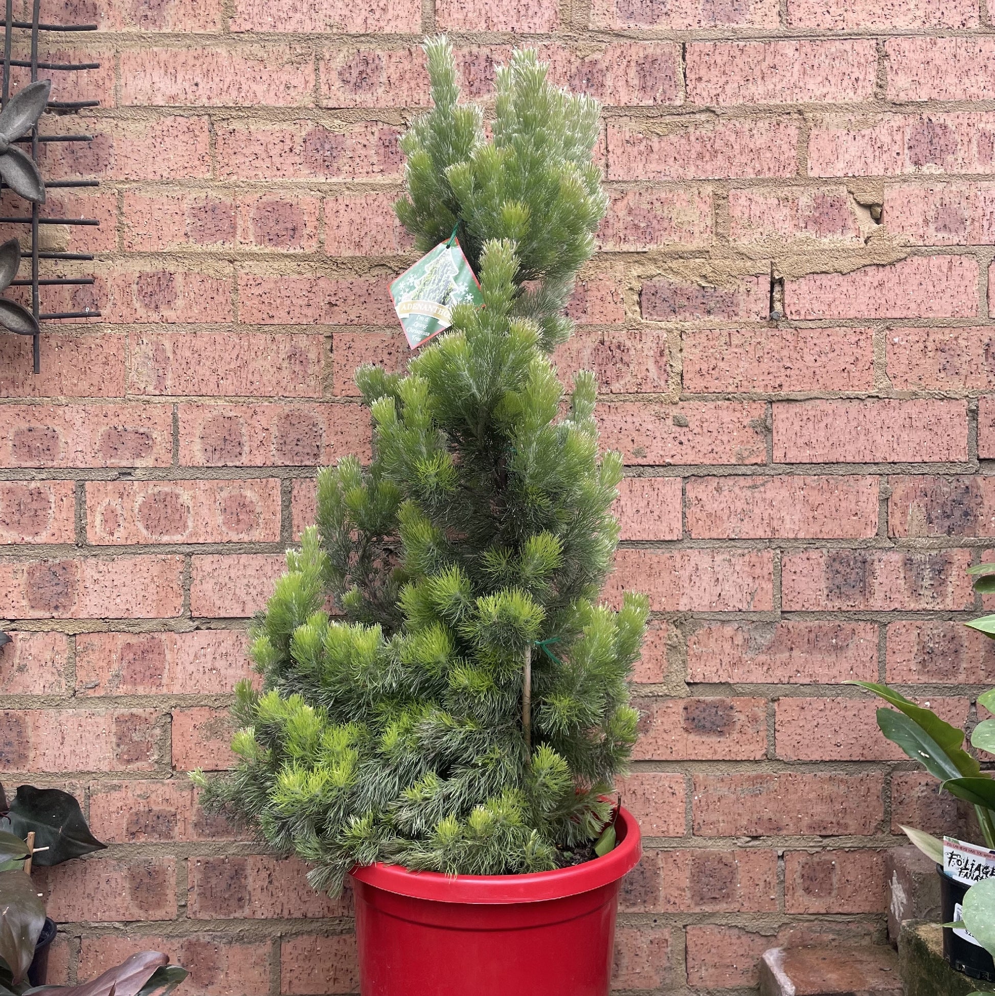 Adenanthos sericeus 30cm front view