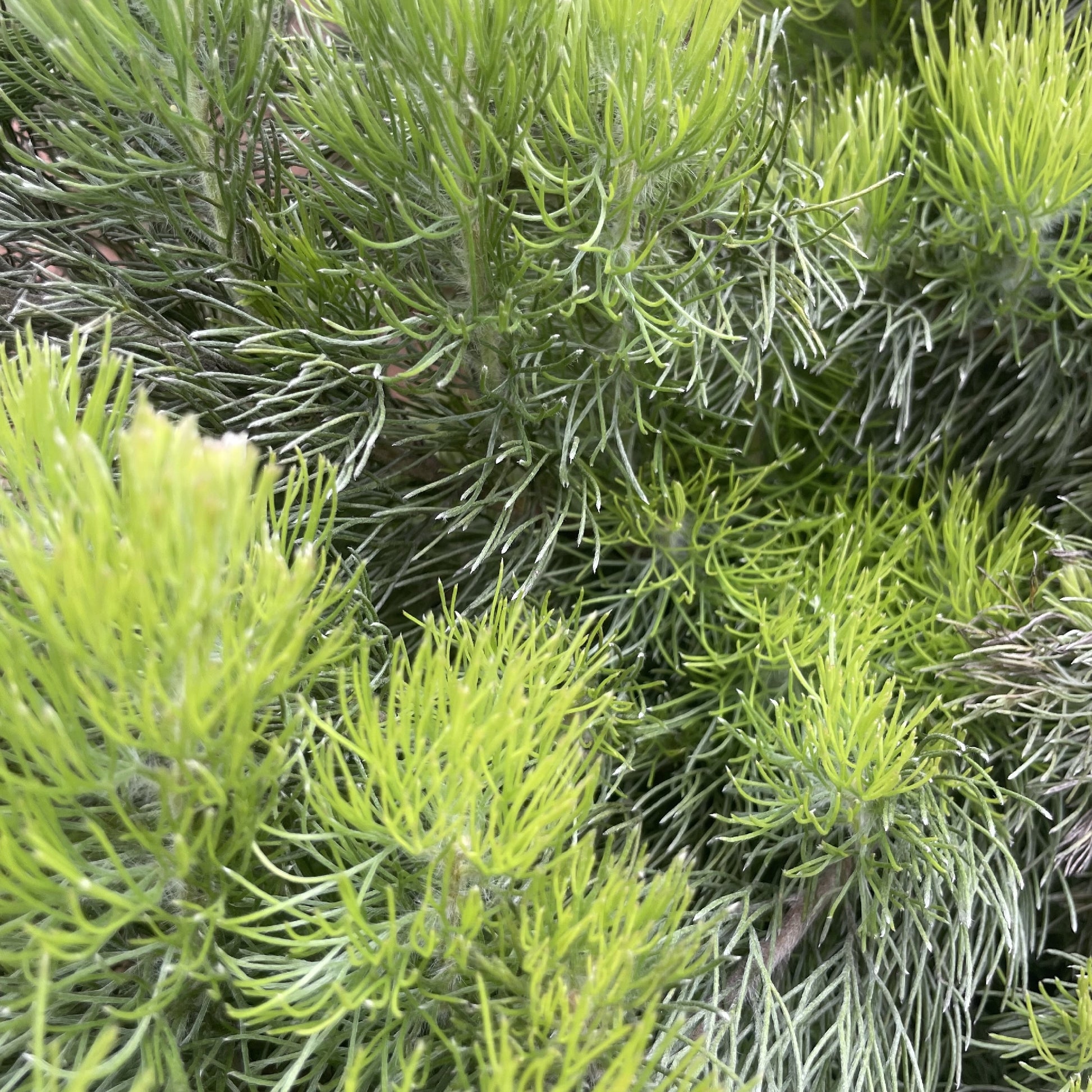 Adenanthos sericeus 30cm detail view