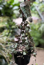 String of Hearts hanging basket showing trailing heart-shaped silver and green leaves