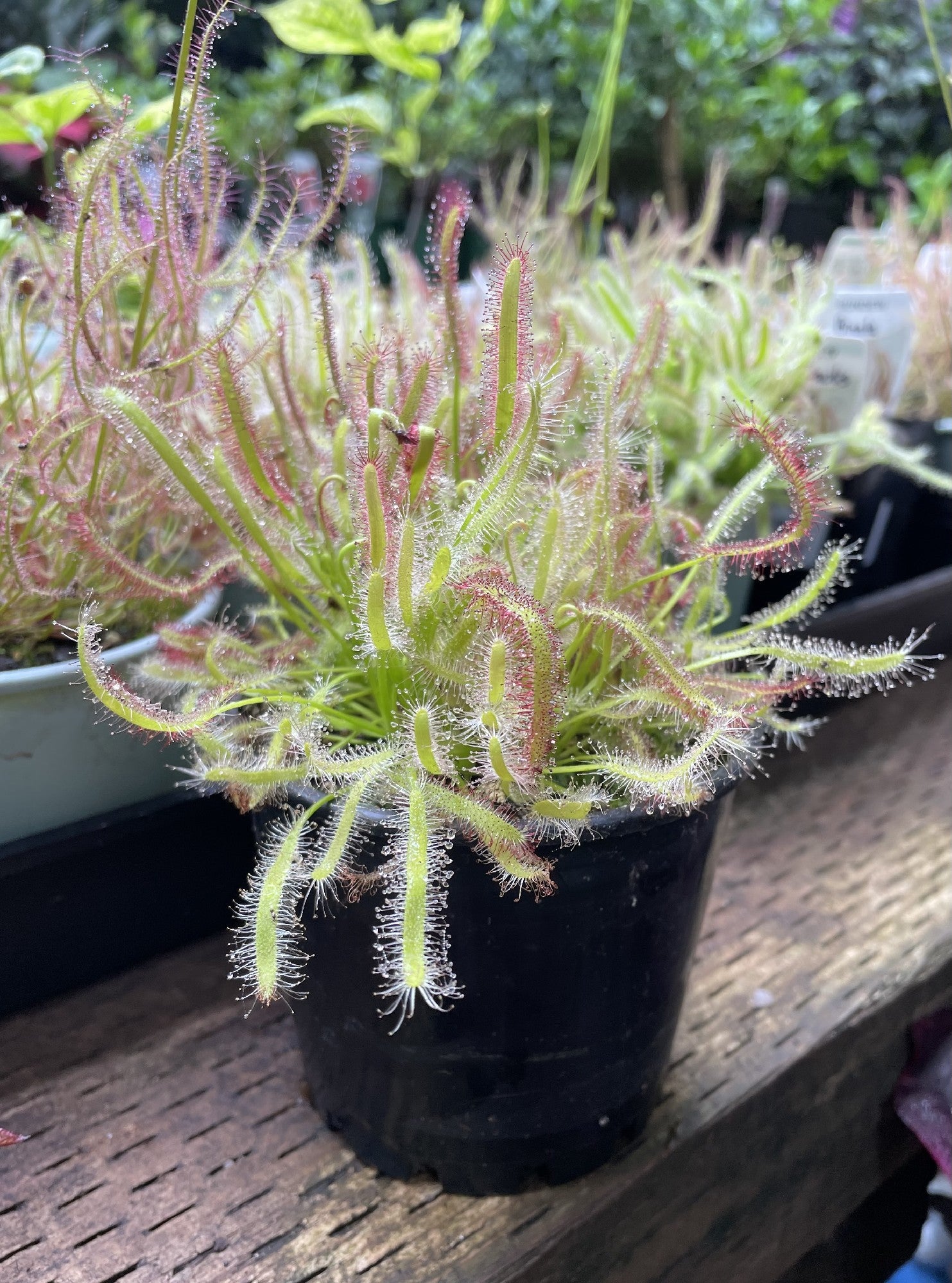 Drosera Capensis sundew in pot showing sticky glandular leaves