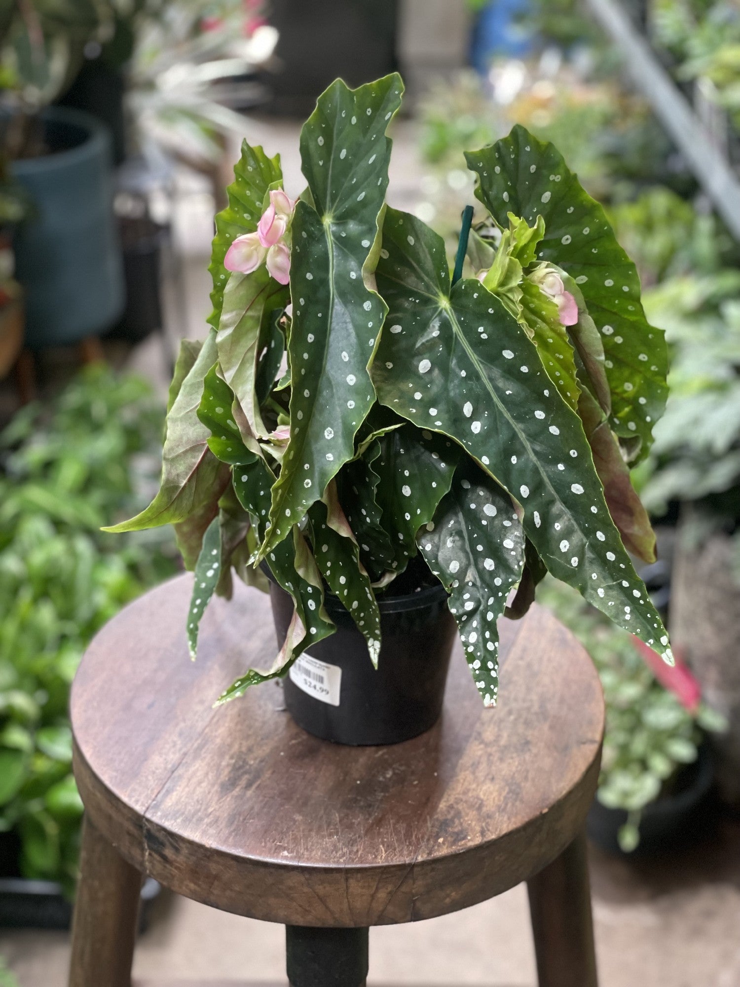 Begonia Maculata in nursery pot showing full plant