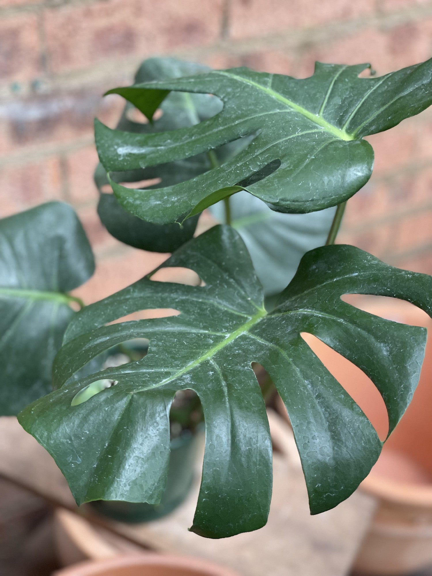 Monstera Deliciosa leaf close-up showing variegation pattern and texture