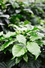 Coffee Plant in nursery pot showing full plant